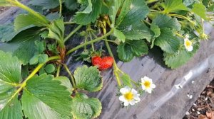Клубника Сольхянг 1 марта.
