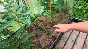 Новый способ полива помидоров в теплице