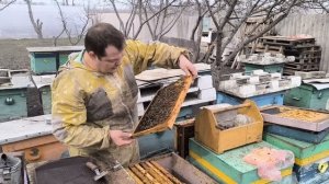 Весенние работы на пасеке. Работа с пчелами в марте