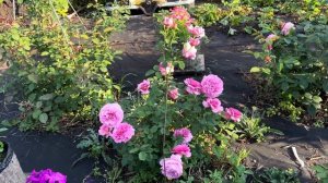 Роза Принцесса Александра Кентская Austin Великобритани