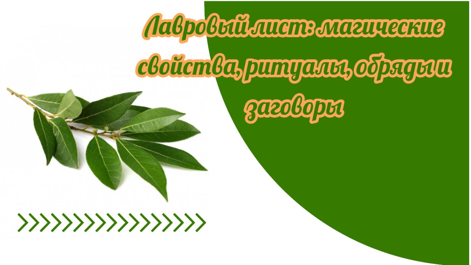 Магические свойства лаврового листа смотреть онлайн