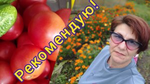 Лучшие томаты 2025! Они вас не подведут при любой погоде! 🍅👍