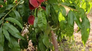 Персик Свит Кап на подвое Бест