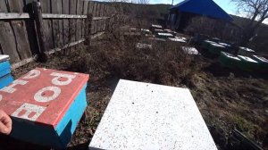 ИСПРАЖНЕНИЯ ПЧЁЛ НА УЛЬЯХ РАННЕЙ ВЕСНОЙ, ЭТО ПРОБЛЕМА