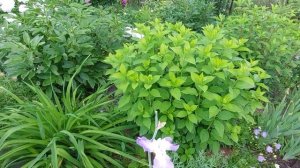 Пионы.16-день цветения.Неон,Ник Шейлор,Сара Бернар...2024