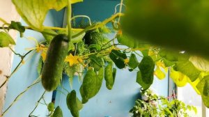 Секреты выращивания огурцов 🥒 на балконе. #cucumbers #video