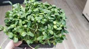 ТОП 5 ошибок при выращивании микрозелени. Курс по выра?