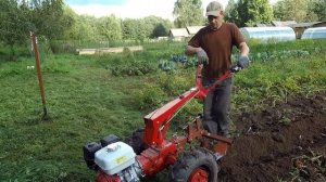 Уборка картофеля  мотоблоком мтз Беларус 09Н на урожай?
