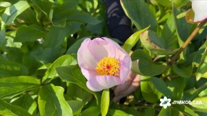 Picotee peony. Пикоти пион. Пулков сад (2025 г.)