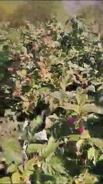 сорт Геракл 057325997