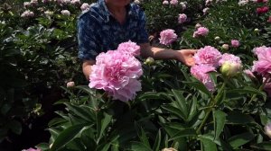 Пион Pink Giant (рассказ Ворошиловой). Май 2018