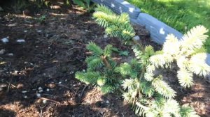 Хвойный Сад Надежды 26.07.25 часть 2