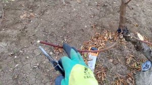 Обрезка старого персика на омоложение.