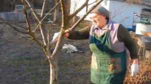 Побелка деревьев весной