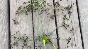 Рогоз Камыш Тростник как отличить? Прибрежно-водные р?