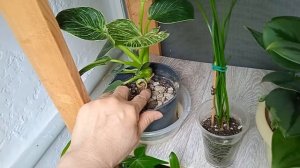 Обзор моих комнатных растений#август2025