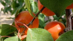 Абрикос Харостар. Ідеальний сорт.