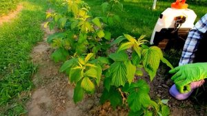 Как спасти малину от болезней легко и быстро!