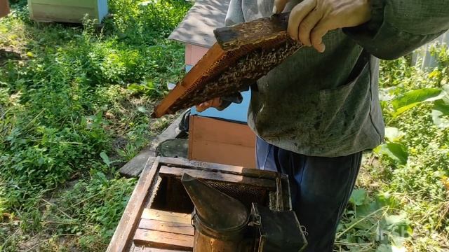 Наши домашние животные - пчёлы и прочее)личинки, яйца, ?