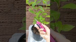 Мечта Лесково гортензия цветет и обрезка второго куст