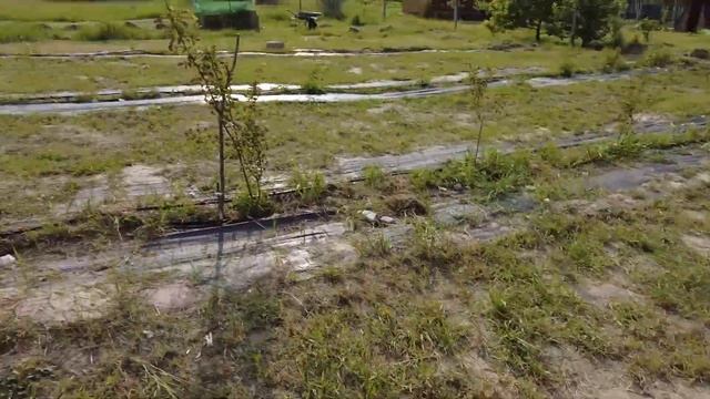 Смотрим завязи всех сортов Ирги на ферме! Июнь 2025 год, ? смотреть онлайн