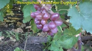 Виноград 2022. Маргарита - огромный розовый кишмиш 1 клас