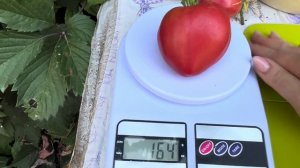 СОРТ ТОМАТА «ЗНАМЕНИТАЯ КЛУБНИКА ФРАУ ШЛАУБАХ»