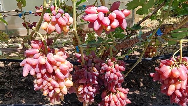 Виноград Джокер (Щереденков В. А.) 16.08.25г.виноградник Ко смотреть онлайн