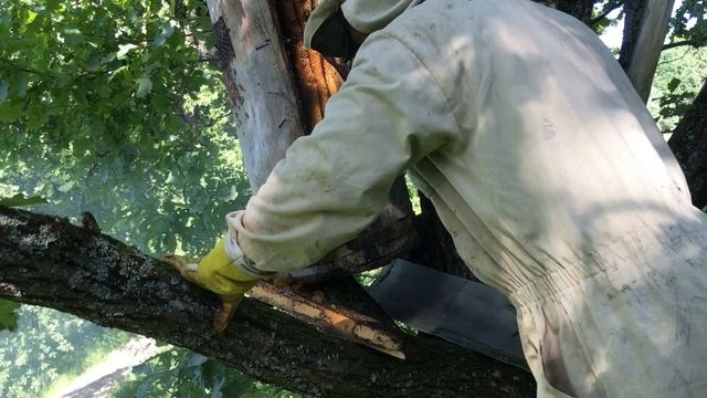 Дуплянка. Борть. Колода для бджіл. Log hive. Tree beekeepers. смотреть онлайн
