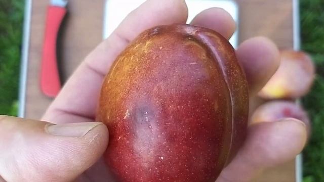 Слива Оцарк Прем'єр (Ozark Premier)