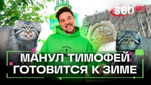 Манул Тимофей из Московского зоопарка готовится к зажировке