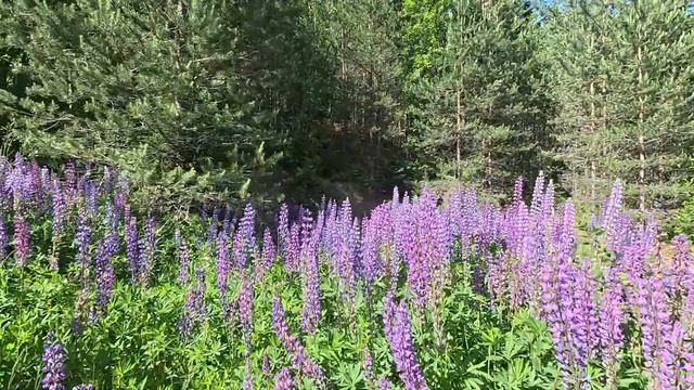 г. Тотьма интересные факты: Цветок Люпин (lupus-волк). Шес? смотреть онлайн