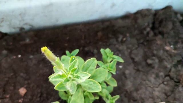 Проверка всходов. Смотрю, что с цветами. #садовод #пету? смотреть онлайн