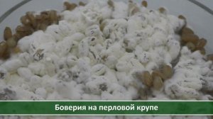 Как выглядят боверия и метаризин на перловке и агаре. ?