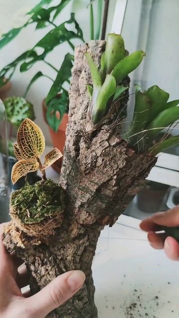 Флорариум своими руками быстро и просто/ Easy DIY Florarium