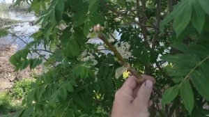 Прививка яблони на рябину