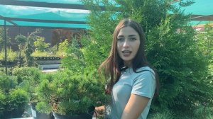 Сосна Пумилио