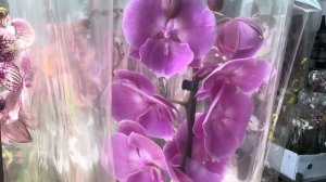 Обзор Орхидей ! ( Одесса садовый центр )