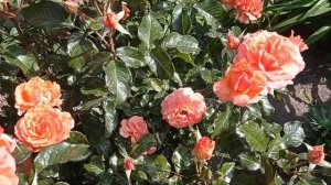 Роза Таттон, флорибунда.