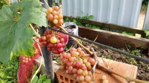 Виноград Дынька 25 Августа 2025 г.
