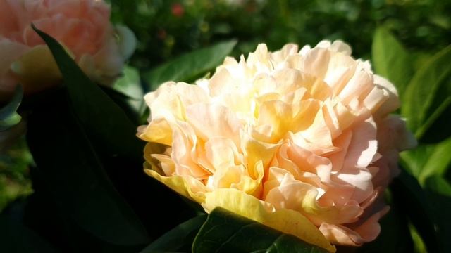 Пион Lois Choice (Лоис Чойс)