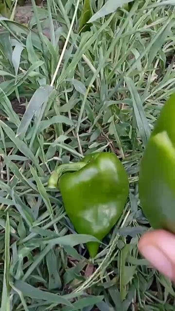 Самый лучший сорт перца в мире 2024 г.!Высокоурожайный,в? смотреть онлайн