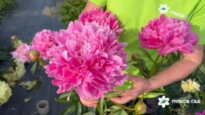 Yvonne peony. Ивонна пион. Пулков сад (2025 г.)