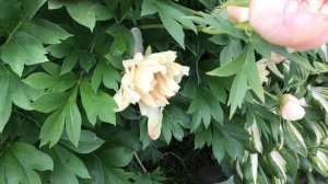 Пион кенари Бриллиантс/ Canary Brilliants 22.06.25 В Хвойном Саду ?