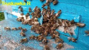#Пчёлы. Почему налёт на маточник не принесёт пользы. За