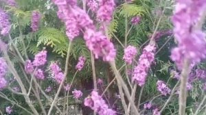 Волчье лыко,что известно о нем