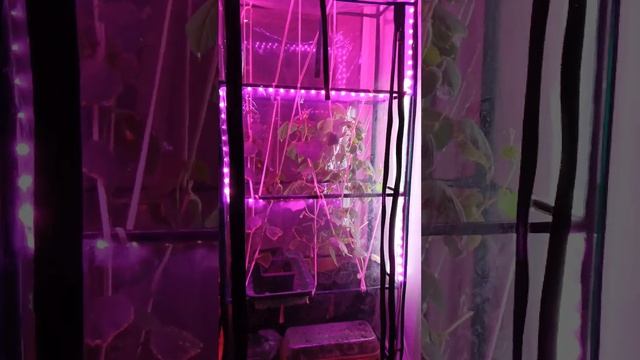 Удивительная находка для выращивания огурцов на подо? смотреть онлайн