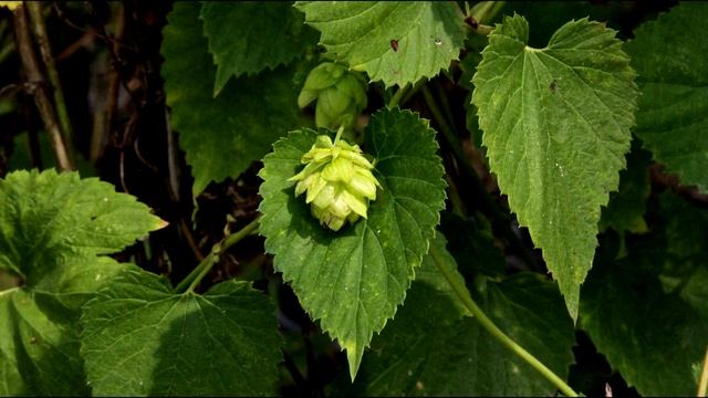 Как избавиться от хмеля на садовом участке? | ToNature.Info