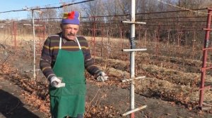 Когда укрывать виноград на зиму? Не делайте этого слиш