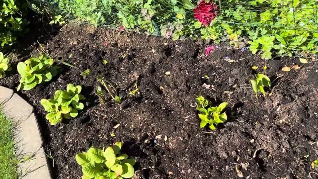 Как я выращиваю Гортензии без подкормок и заморочек ? смотреть онлайн